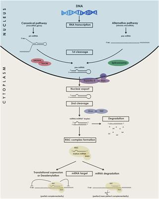 MiRroring the Multiple Potentials of MicroRNAs in Acute Myocardial Infarction